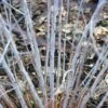 Rubus Thibetanus Silver Fern - Ronce D'ornement