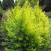 Saule Doré - Salix Sachalinensis Golden Sunshine -Le Jardin Secret Boutique Salix sachalinensis Golden Sunshine 781802 1
