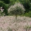 Saule Crevette - Salix Integra Flamingo -Le Jardin Secret Boutique Salix integra Flamingo copyright Plantipp D.Slingerland 1002092 P