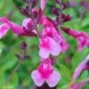 Sauge Arbustive Icing Sugar - Salvia Greggii 2 Sauge Arbustive Icing Sugar - Salvia Greggii -Le Jardin Secret Boutique Salvia greggii Icing Sugar 79018 1