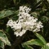 Sureau Noir - Sambucus Nigra Madonna -Le Jardin Secret Boutique Sambucus nigra Madonna 7969 1