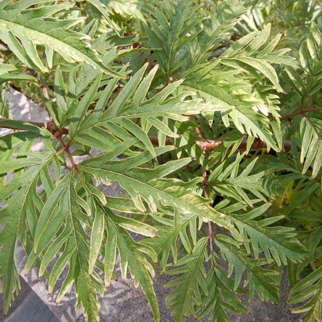 Sureau à Grappes - Sambucus Racemosa Sutherland Gold 3 Sureau à Grappes - Sambucus Racemosa Sutherland Gold