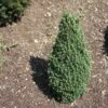 Epinette Blanche - Picea Glauca Piccolo -Le Jardin Secret Boutique Sapinette blanche Epinette blanche Picea glauca Piccolo V 1003221 1