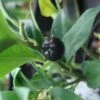 Sarcococca Confusa -Le Jardin Secret Boutique Sarcococca confusa 7964 1