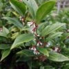 Sarcococca Orientalis - Sarcocoque D'Orient -Le Jardin Secret Boutique Sarcococca orientalis 82225 1