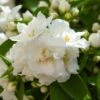 Seringat Blanc - Philadelphus Mrs E.L. Robinson -Le Jardin Secret Boutique Seringat blanc Philadelphus Mrs E L Robinson copyright 1007551 1