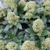 Skimmia Japonica Fragrant Cloud -Le Jardin Secret Boutique Skimmia japonica Fragrant Cloud 87344 1