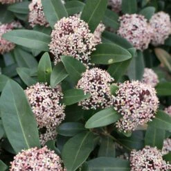 Skimmia Japonica Godrie's Dwarf - Skimmia Du Japon Nain