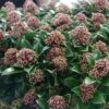 Skimmia Japonica Pink Dwarf -Le Jardin Secret Boutique Skimmia japonica Pink Dwarf 100857 1