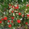 Skimmia Reevesiana 2 Skimmia Reevesiana -Le Jardin Secret Boutique Skimmia reevesiana 781805 1