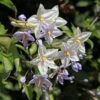 Solanum Jasminoides - Morelle Faux Jasmin -Le Jardin Secret Boutique Solanum jasminoides Morelle faux jasmin copyright 182781 1
