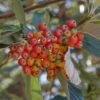 Sorbus Aria - Alisier Blanc -Le Jardin Secret Boutique Sorbus aria 89448 1