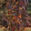 Sorbus Aucuparia Autumn Spire - Sorbier Des Oiseleurs -Le Jardin Secret Boutique Sorbus aucuparia Autumn Spire 89243 1