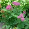 Spirée Japonaise Double Play Artist - Spiraea Japonica -Le Jardin Secret Boutique Spiraea japonica Double Play Artist 781824 1