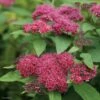 Spirée Japonaise Double Play Red - Spiraea Japonica -Le Jardin Secret Boutique Spiraea japonica Double Play Red 82556 1