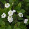 Spiraea Prunifolia Plena - Spirée Blanche -Le Jardin Secret Boutique Spiraea prunifolia Plena 86225 1