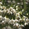 Styrax Japonica Fargesii - Styrax Japonais 2 Styrax Japonica Fargesii - Styrax Japonais -Le Jardin Secret Boutique Styrax japonica Fargesii copyright 16700 1