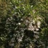 Styrax Japonica Fragrant Fountain 2 Styrax Japonica Fragrant Fountain -Le Jardin Secret Boutique Styrax japonica Fragrant Fountain IF 1008662 1