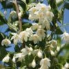 Styrax Japonicus June Snow - Styrax Japonais -Le Jardin Secret Boutique Styrax japonicus June snow 15121 1