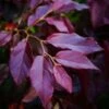 Sycoparrotia Semidecidua Purple Haze -Le Jardin Secret Boutique Sycoparrotia semidecidua Purple Haze V 16341 1