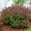 Lilas Bloomerang Dark Purple - Syringa Nain Hybride Remontant -Le Jardin Secret Boutique Syringa Bloomerang Dark Purple 82735 1