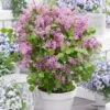 Lilas Nain - Syringa Meyeri Flowerfesta Pink -Le Jardin Secret Boutique Syringa meyeri Flowerfesta Pink 100871 1