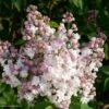 Lilas - Syringa Vulgaris Belle De Moscou -Le Jardin Secret Boutique Syringa vulgaris Belle de Moscou 82803 1