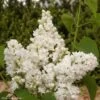 Lilas - Syringa Vulgaris Dentelle D'Anjou 2 Lilas - Syringa Vulgaris Dentelle D'Anjou -Le Jardin Secret Boutique Syringa vulgaris Dentelle d Anjou 82804 1