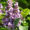 Lilas - Syringa Vulgaris Michel Buchner -Le Jardin Secret Boutique Syringa vulgaris Michel Buchner 88625 1