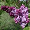 Lilas Commun - Syringa Vulgaris Paul Thirion -Le Jardin Secret Boutique Syringa vulgaris Paul Thirion copyright 1002221 1