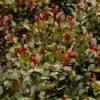 Syzygium Australe Big Red 2 Syzygium Australe Big Red -Le Jardin Secret Boutique Syzygium australe Big Red 85049 1