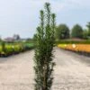 If Commun - Taxus Baccata Fastigiata Black Tower -Le Jardin Secret Boutique Taxus baccata Black Tower IF 1008762 1
