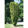 Taxus Baccata Fastigiata Aurea - If Commun Doré 2 Taxus Baccata Fastigiata Aurea - If Commun Doré -Le Jardin Secret Boutique Taxus baccata Fastigiata Aurea 87351 1