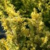 If Commun - Taxus Baccata Kupfergold -Le Jardin Secret Boutique Taxus baccata Kupfergold copyright 1002851 1
