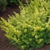 Taxus Baccata Summergold - If Commun Doré 1 Taxus Baccata Summergold - If Commun Doré -Le Jardin Secret Boutique Taxus baccata Summergold 87353 1