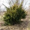 Taxus Media Densiformis - If Hybride -Le Jardin Secret Boutique Taxus media Densiformis 84353 1