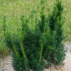 Taxus X Media Hicksii - If Hybride