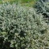 Germandrée Arbustive - Teucrium Fruticans -Le Jardin Secret Boutique Teucrium fruticans copyright 1002241 1