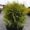 Thuya Du Canada - Thuja Occidentalis Golden Globe 2 Thuya Du Canada - Thuja Occidentalis Golden Globe -Le Jardin Secret Boutique Thuja occidentalis Golden Globe 84358 1