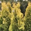 Thuya Du Canada - Thuja Occidentalis Jantar 2 Thuya Du Canada - Thuja Occidentalis Jantar -Le Jardin Secret Boutique Thuja occidentalis Jantar V 1008811 1