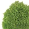 Thuja Occidentalis Teddy - Thuya Du Canada -Le Jardin Secret Boutique Thuja occidentalis Teddy 0769002 1
