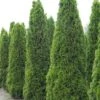 Thuja Occidentalis Totem Smaragd - Thuya Du Canada -Le Jardin Secret Boutique Thuja occidentalis Totem Smaragd 15214 1