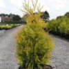 Thuya Du Canada - Thuja Occidentalis Yellow Ribbon. -Le Jardin Secret Boutique Thuja occidentalis Yellow Ribbon 84360 1