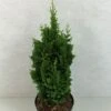 Thuya Du Canada - Thuja Occidentalis Zmatlik -Le Jardin Secret Boutique Thuja occidentalis Zmatlik 771002 1