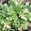 Thuja Orientalis Fleck - Thuya De Chine Ou Thuya D'Orient -Le Jardin Secret Boutique Thuja orientalis Fleck Thuya de Chine ou Thuya d Orient LD 1008862 1