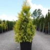 Thuya Géant - Thuja Plicata 4 Ever Goldy 1 Thuya Géant - Thuja Plicata 4 Ever Goldy -Le Jardin Secret Boutique Thuja plicata 4 EVER GOLDY 84363 1
