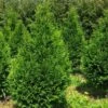 Thuja Plicata Can-Can - Thuya Compact -Le Jardin Secret Boutique Thuja plicata Can Can V 1002292 1