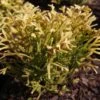 Thuya Du Japon - Thujopsis Dolobrata Solar Flare -Le Jardin Secret Boutique Thujopsis dolobrata SOLAR FLARE 84364 1