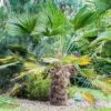 Trachycarpus Wagnerianus - Palmier Miniature -Le Jardin Secret Boutique Trachycarpus wagnerianus 82233 P