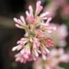Viorne D'hiver - Viburnum Bodnantense Charles Lamont. -Le Jardin Secret Boutique Viburnum bodnantense Charles Lamont 84373 1